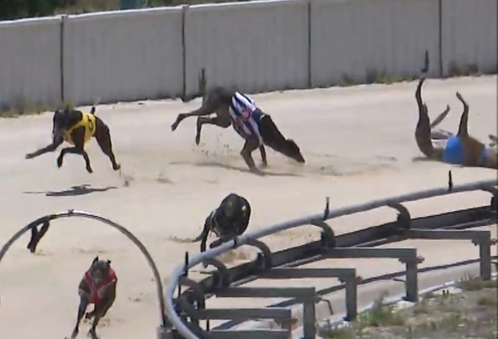 Nineteen greyhounds killed racing in deadly December