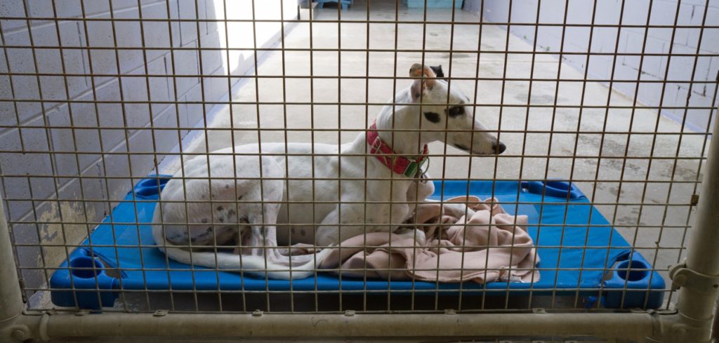 What does the public think about the lives of racing greyhounds?