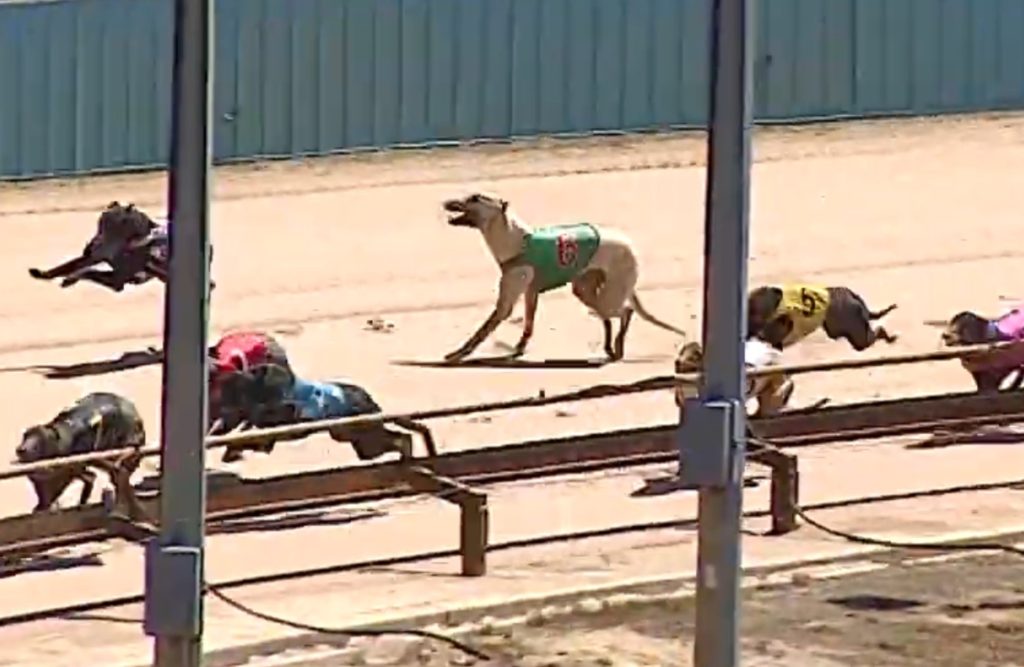 January 2023 greyhound losses – killing in the catching pen