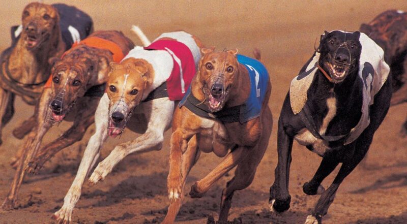 The impact of heat on racing greyhounds