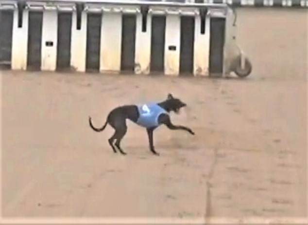 May 2023: five greyhounds die racing, six more killed by on track vets