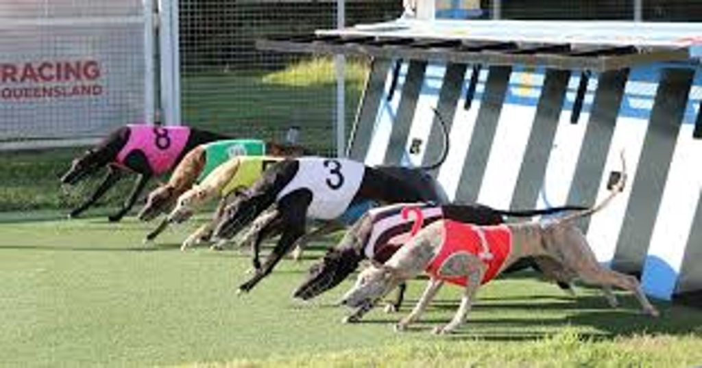 Can the box draw system reduce injuries in greyhound racing?