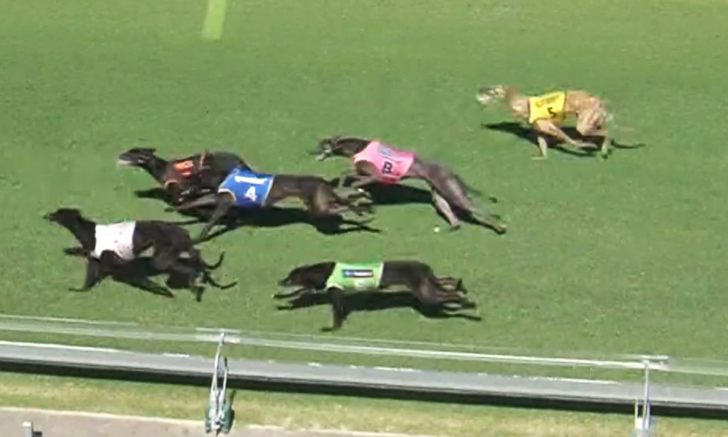 Another young greyhound dies on western Sydney’s “safe track”