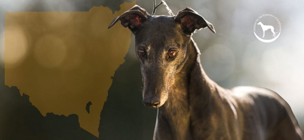 ABC expose and McHugh report, 2015