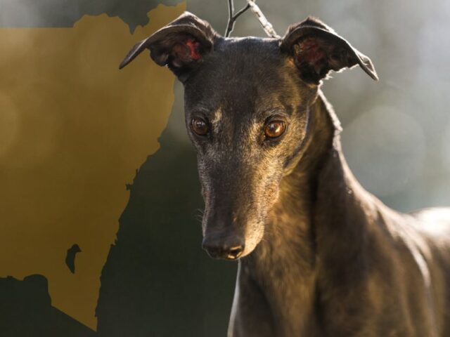 ABC expose and McHugh report, 2015