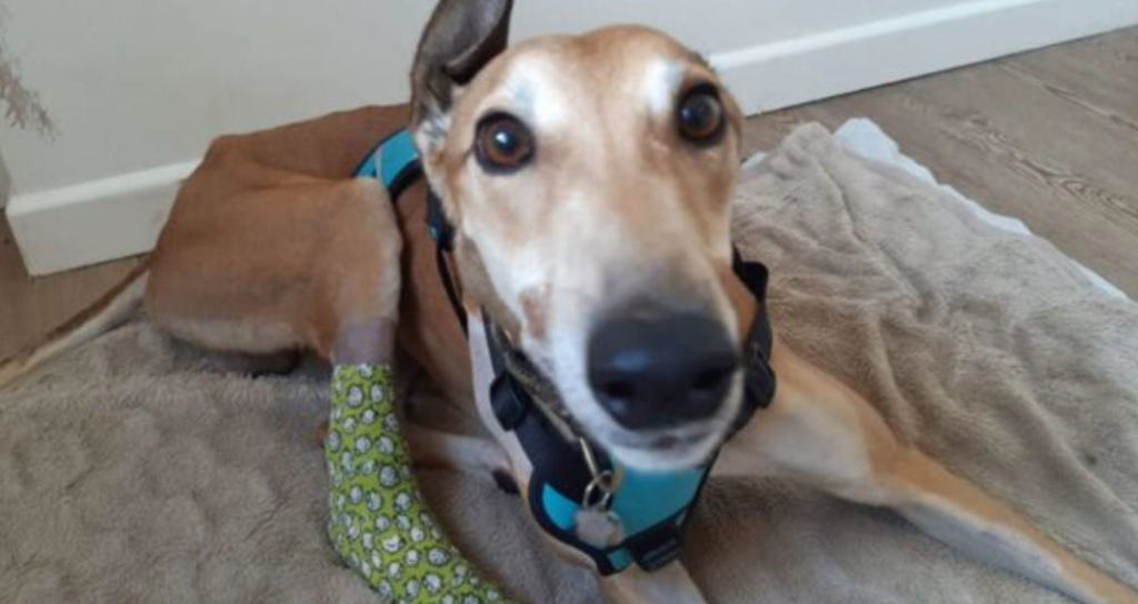 GAPing hole in greyhound rehoming widens
