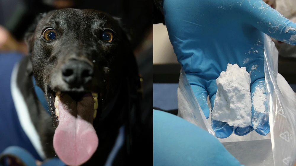 Greyhound, horse or human? ORI’s doping controls can’t tell you
