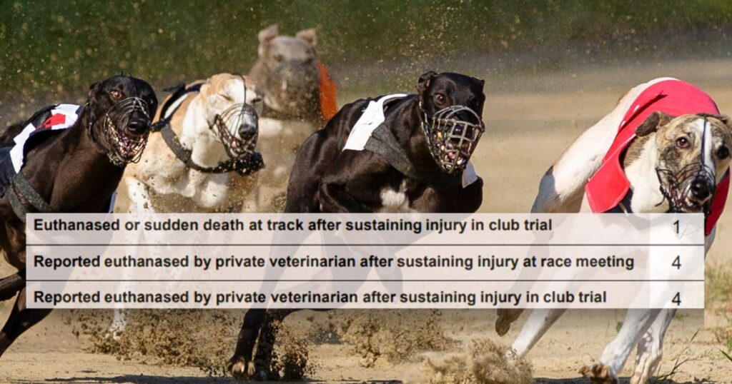 Hidden greyhound deaths on NSW racing tracks revealed in new reporting