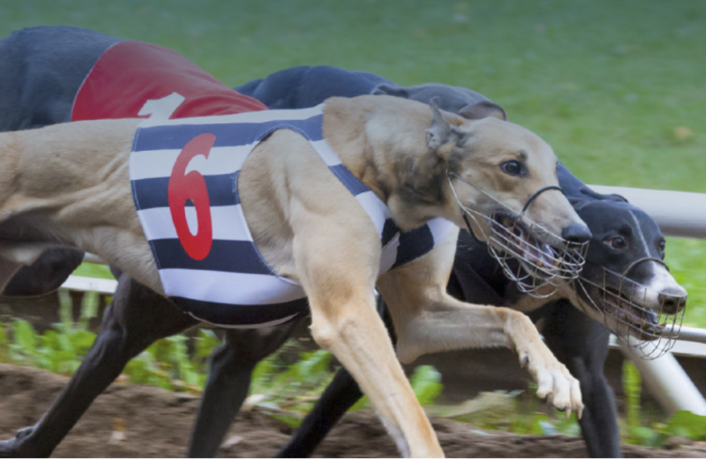 Addressing the injury risk factors of greyhound racing
