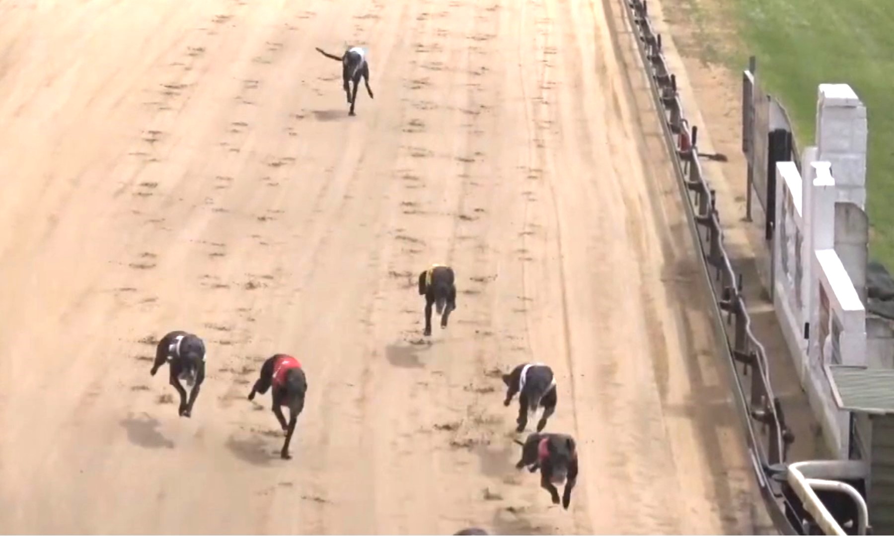 Calculating the True Greyhound Death Toll - Coalition for the ...