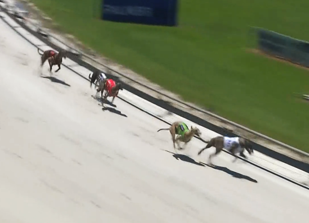 Vomiting, bleeding greyhounds forced to race