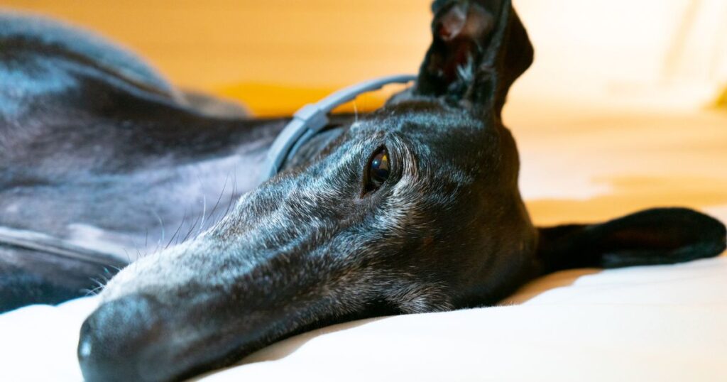 QLD greyhounds callously killed in shocking rehoming failure