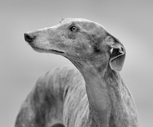 This is modern greyhound racing – Carl