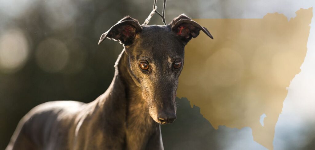 Taxpayer funded inquiries abound, yet it’s business as usual for greyhound racing