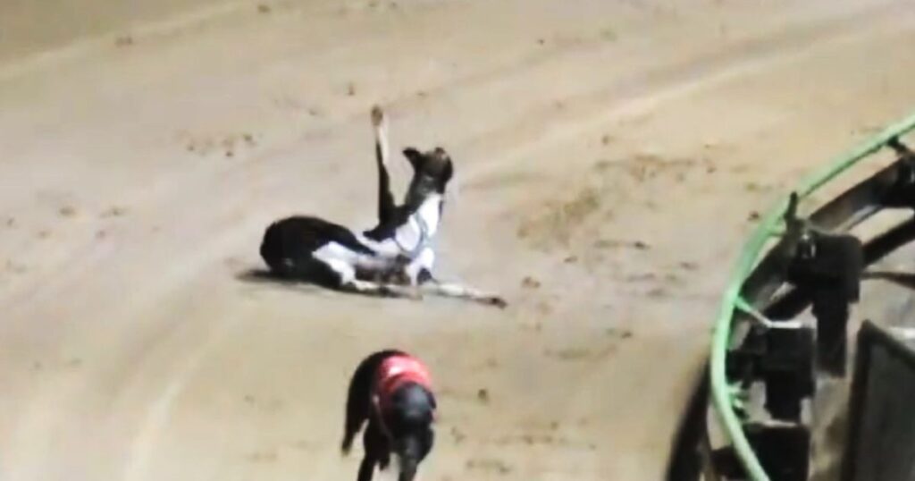 15 greyhounds killed on-track in October 2024