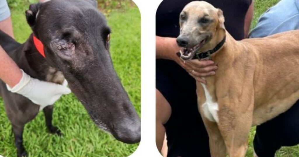 Disabled greyhounds forced to race