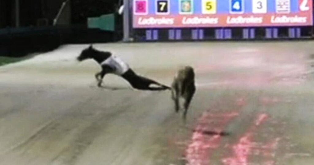 The shameful NSW Greyhound of the Year Awards