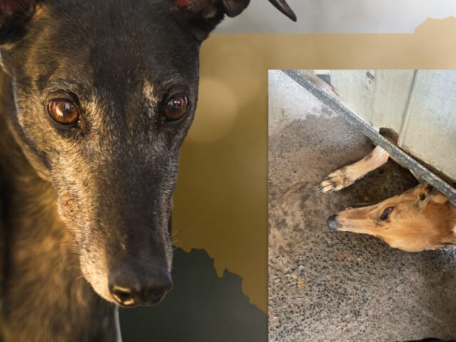 The Drake Inquiry into Greyhound Racing NSW