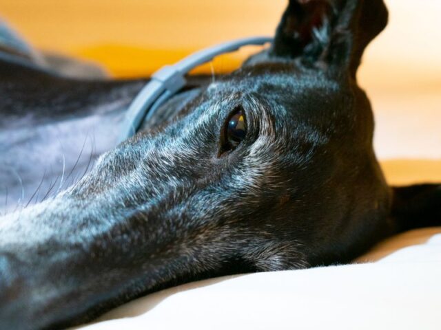 Queensland Racing Review 2025