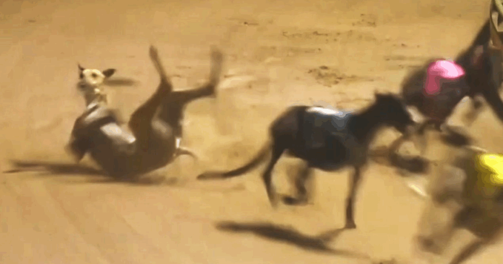Week of carnage claims greyhound lives on VIC tracks