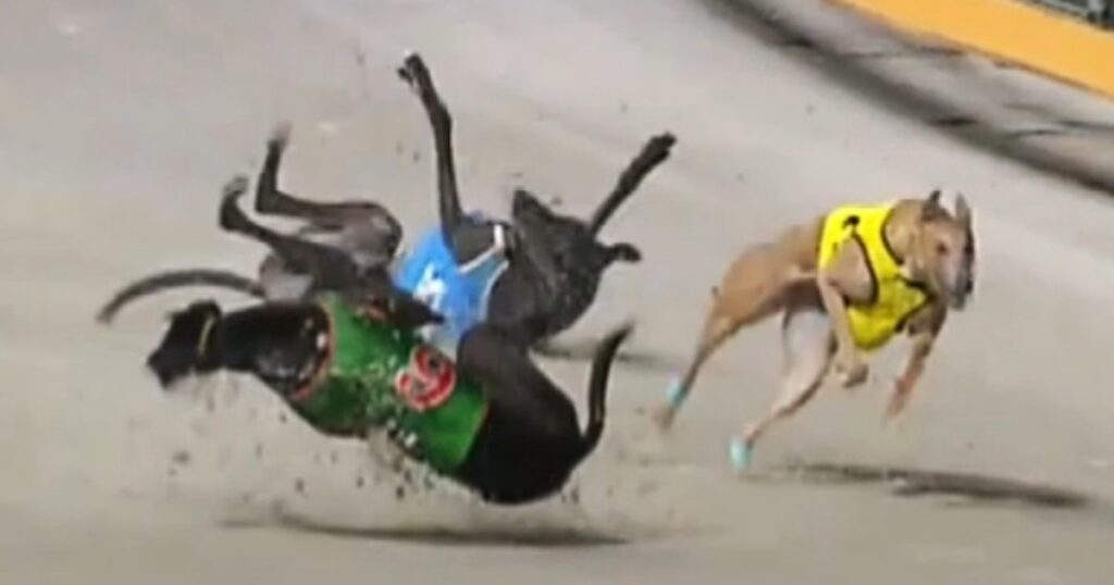 Killing at The Q:  $86m deathtrap for greyhounds