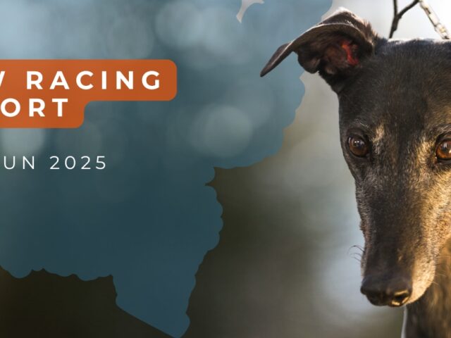 NSW greyhound racing report, Jan-Jun 2025