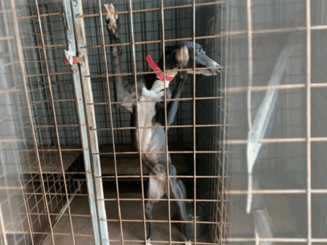 Greyhounds, the unlucky ‘working dogs’