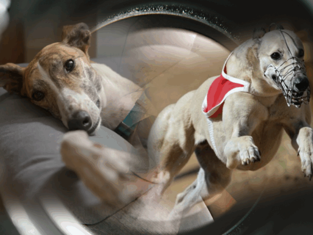 Which lens do you use to view greyhounds?