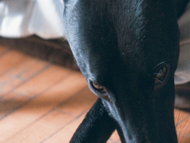 Greyhound rehoming review FY2024