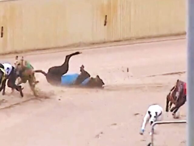 The blue dogs killed racing at Victorian tracks