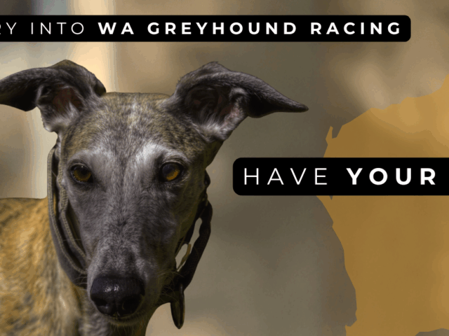 Inquiry into WA greyhound racing industry