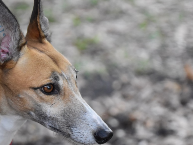 Inquiry into WA greyhound racing industry, 2025