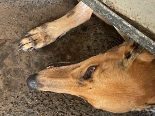 Greyhounds as slaves