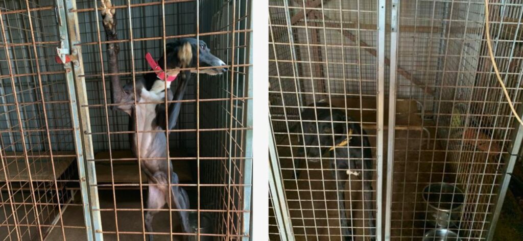 Investigation into Darwin Greyhound Association