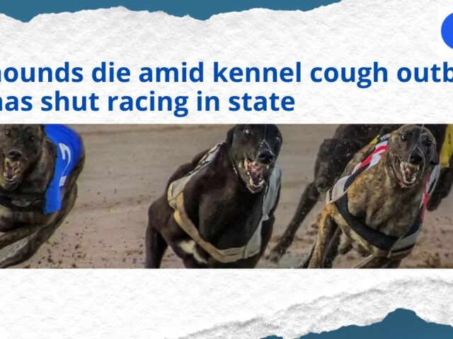 Greyhounds die in shocking kennel cough outbreak