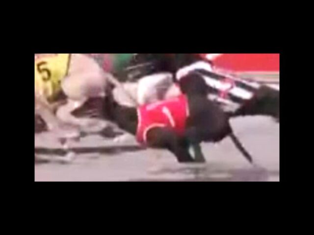 NEWS ALERT: Young greyhound suffers horrific catastrophic injuries on Taree track