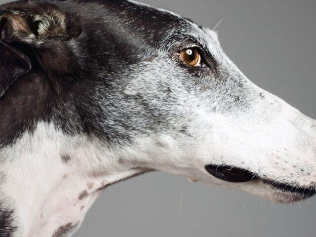 Queensland greyhound racing (MacSporran) inquiry, 2015
