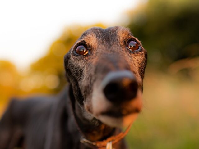 Victorian greyhound racing inquiries, 2015