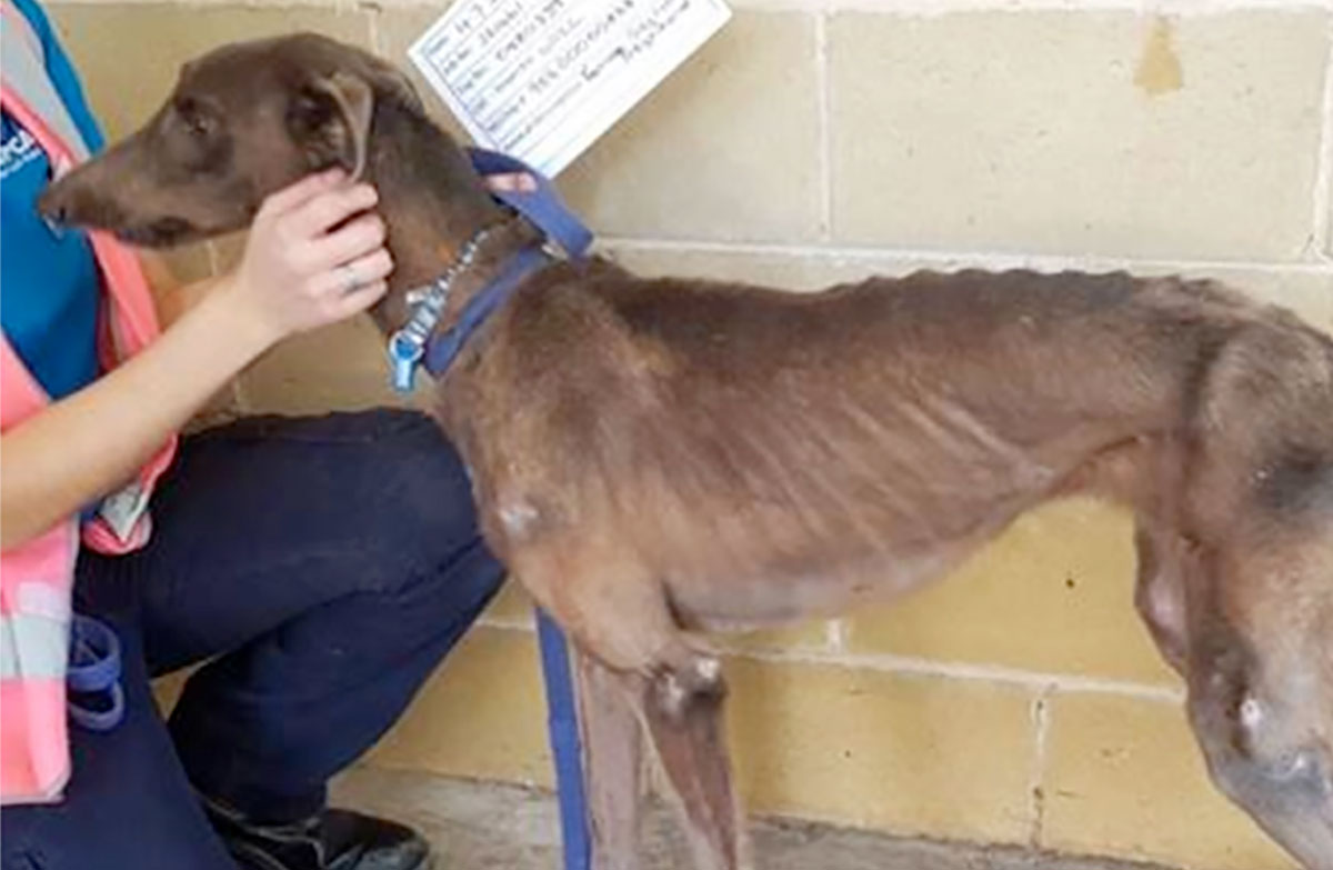 animal-cruelty-about