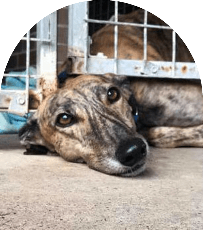 rehoming-crisis-hero
