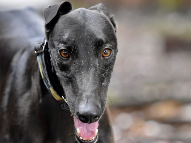 Greyhound racing has no social licence to operate, so why is it still running?