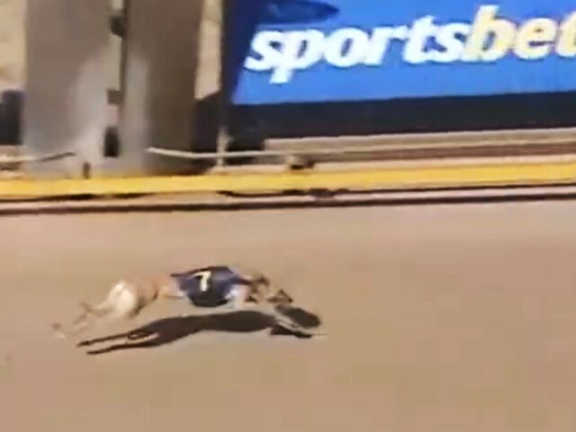 Shepparton greyhound death puts focus on Victorian racing carnage