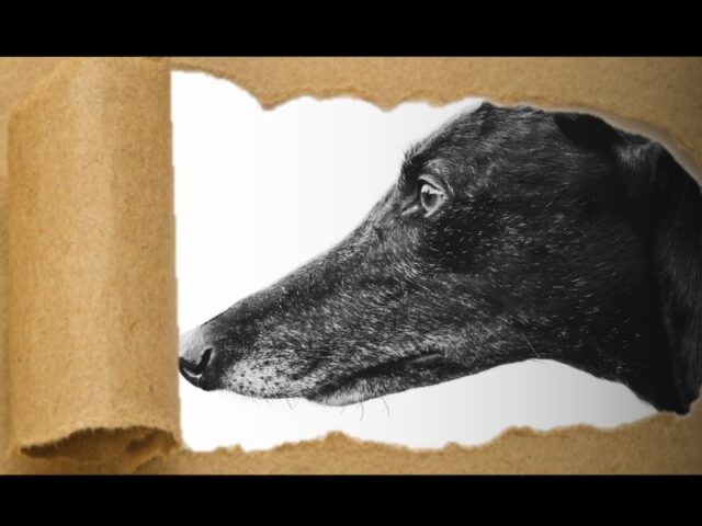 Scathing descriptions of greyhound racing from within the industry