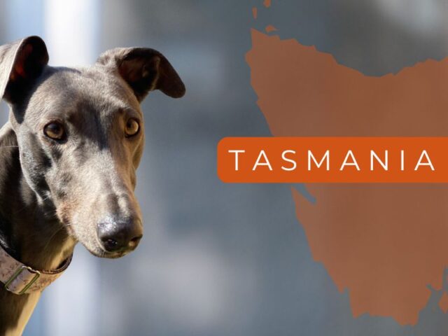 Former Tas Racing Minister Elise Archer joins call for MLCs to back ban