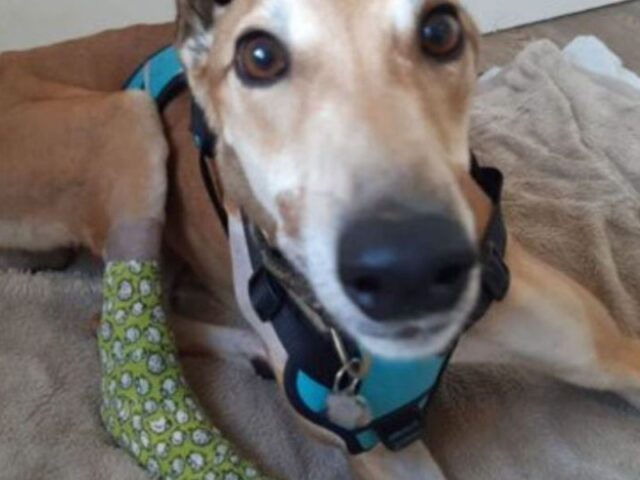 Sooner or later, greyhounds are discarded, and then what?