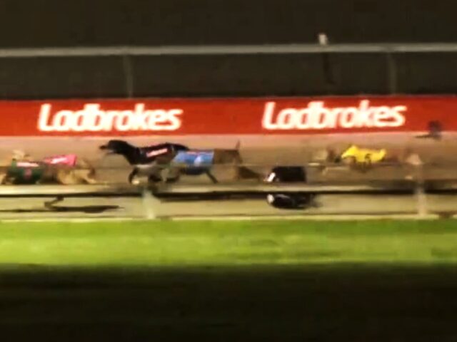 Three greyhounds killed in 12 days on NSW tracks in April 2026