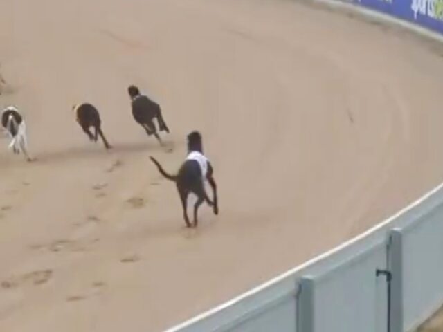 First greyhound killed on new Traralgon track in record time