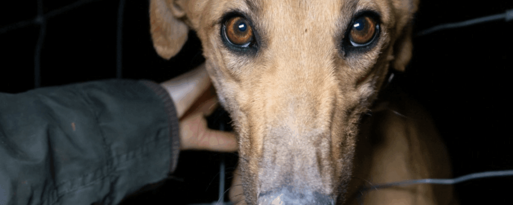Justice for SA greyhounds Justice for SA greyhounds