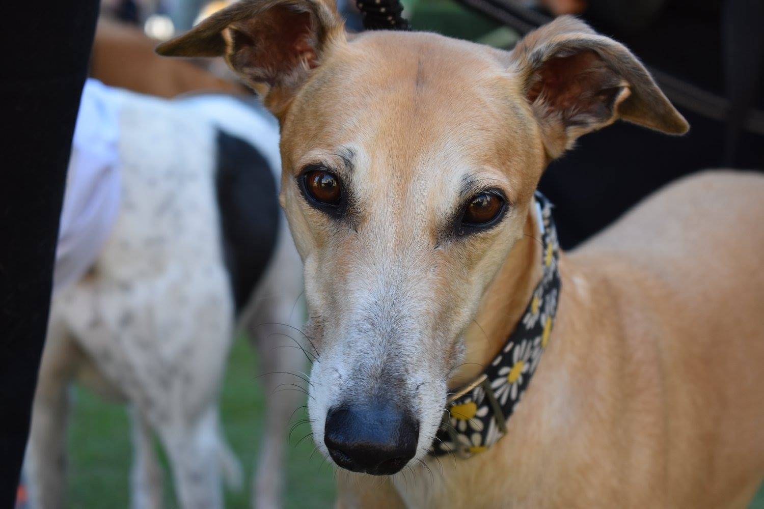 The Coalition for the Protection of Greyhounds - Official Website